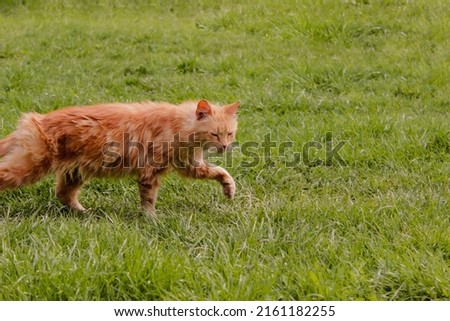 Red cat walking in the green grass. High quality photo