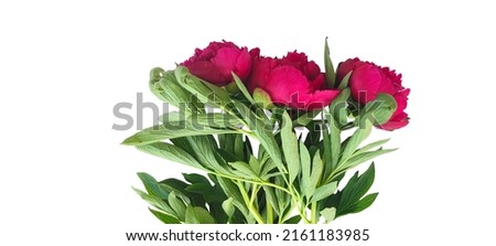 Bouquet of beautiful pink peonies with green leaves isolated on white background