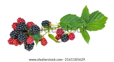 Ripening blackberries on bramble branch isolated on white background. Rubus fruticosus. Closeup of black and red forest berries and fresh green leaves. Healthy summer fruit in different growing phase. Royalty-Free Stock Photo #2161185629