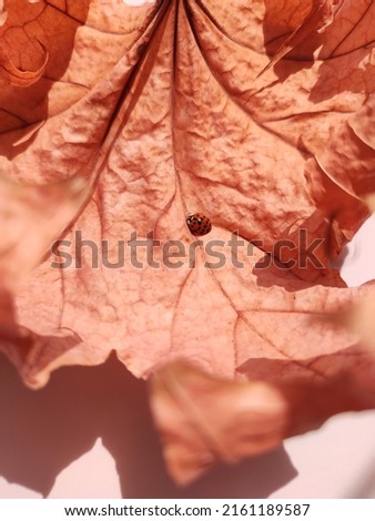 ladybug on brown fallen maple leaf isolated on white background