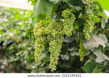 Close up of Grapes Hanging on Branch in Grapes Garden. Sweet and tasty white grape bunch on the vine. Green grapes on vine shallow depth of field. Branch of grapes ready for harvest. Selective Focus. Royalty-Free Stock Photo #2161194101