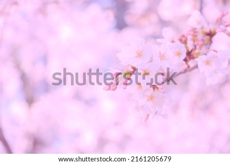 Cherry blossom pictures taken in Osaka, Japan.