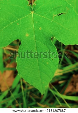 fresh and healthy green leaves