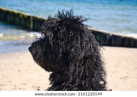 goldendoodle sitting on the Baltic Sea in front of the pier overlooking the sea. Goldendoodle in black and tan. Animal photo in nature