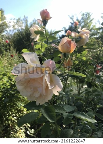 pale pink roses in the garden