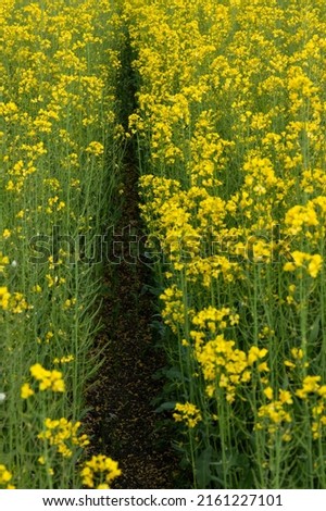 Blooming canola field. Flowering rapeseed on the field in summer. Bright Yellow flower backround. 