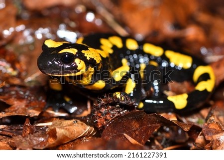 Closeup picture of the European fire salamander (Salamandra salamandra), photographed on foliage in a beech forest in the Swabian Alb during rainy weather.