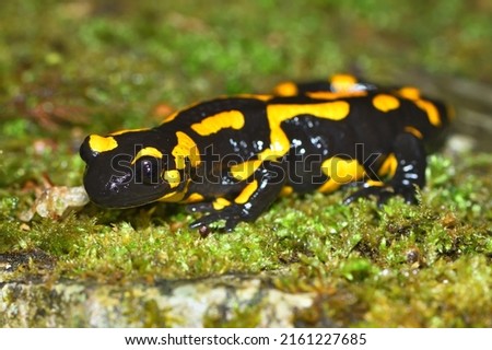 Closeup picture of the European fire salamander (Salamandra salamandra), photographed on a mossy stone in a beech forest in the Swabian Alb during rainy weather.