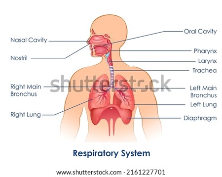 illustration of Healthcare and Medical education drawing chart of Human Respiratory System for Science Biology study Royalty-Free Stock Photo #2161227701