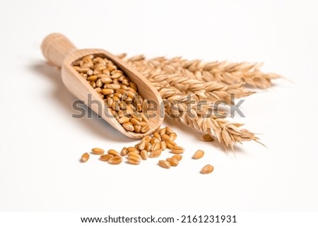 Wheat grain in wooden scoop and bundle of wheat spikes isolated on white. Concept of food supply, vegetarian diet, carbs and nutrients. Royalty-Free Stock Photo #2161231931