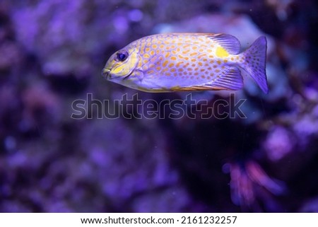 Underwater world, Coral reef and fishes in Red sea. 