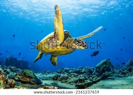 Sea turtle swims underwater. Underwater sea turtle. Sea turtle in underwater world. Sea turtle undersea Royalty-Free Stock Photo #2161237659