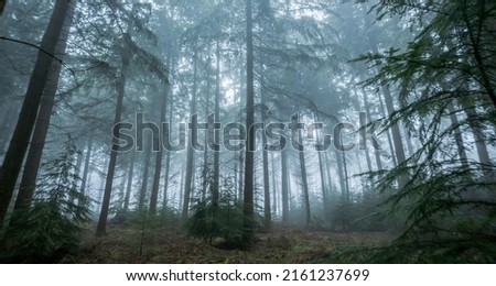 Panorama of the misty forrest. Misty forest in fog landscape Royalty-Free Stock Photo #2161237699