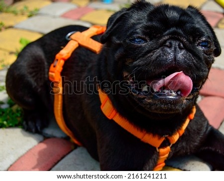 Little, young, black pug - heavy breathing lying at the ground. Desktop background with a happy funny dog showing his pink tongue.