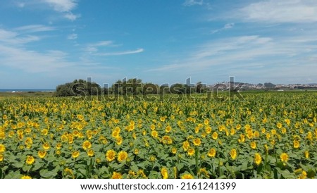 Aerial view above to the sunflowers field. Top view onto agriculture field with blooming sunflowers. Summer landscape with big yellow farm fields with sunflowers in Carreço, Portugal.