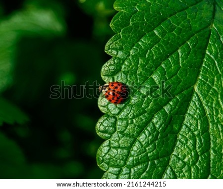 Ladybug sitting on a mint leaf under the sunlight - close up photo. She is preparing for the fly. Background macro picture.