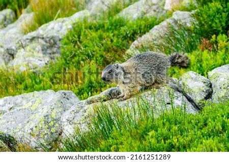Groundhog portrait background. Lovely young alpine marmot (marmota marmota) on rocks in natural environment in Tatra mountains, Carpathians. Protected animals in mountain. Wildlife animal photography.