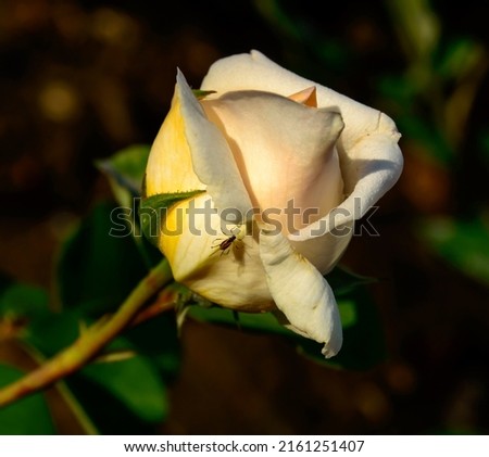 White pretty rose - close up photo. Background picture.