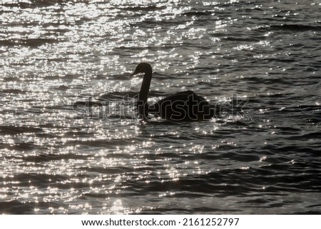 Swan in winter in frosty weather near the Black Sea coast in the city of Evpatoria.