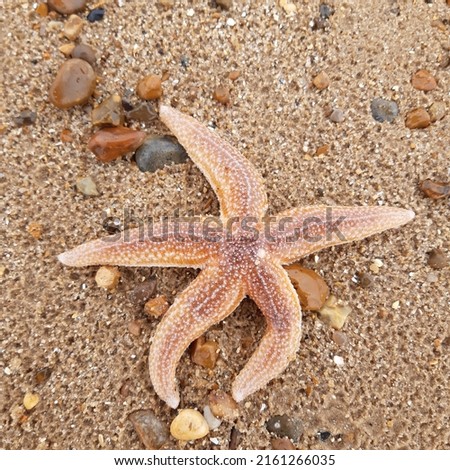 Starfish or sea stars are star-shaped echinoderms belonging to the class Asteroidea. Starfish on the beach in Landguard nature reserve in Felixstowe, Suffolk, England.  Royalty-Free Stock Photo #2161266035