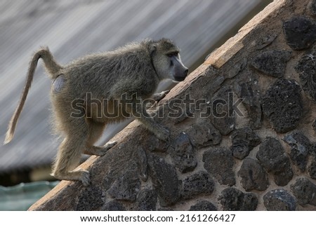 A yellow baboon (Papio cynocephalus) playing on the roof of a building.