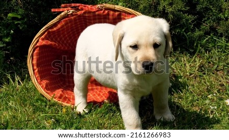 nature and animal pictures ,puppy Royalty-Free Stock Photo #2161266983