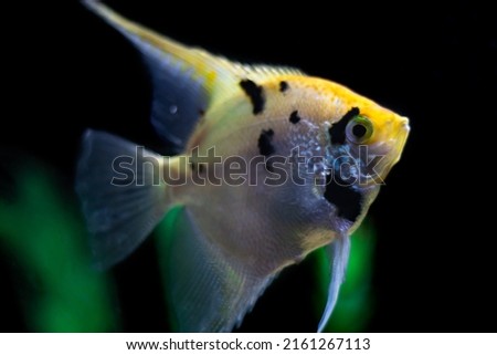Close up photo of an Angel Fish in fish tank on black with green background. fish is golden with black stripes. Dark blurred background. tropical freshwater aquarium. selective focus.