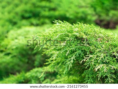 Evergreen background, fresh summer cypress leaves . Green leaves background.Texture of Pine branch. Conifer cedar thuja leaf green texture. fresh green christmas leaves, branches of Pine trees