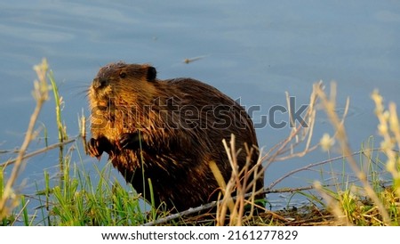 Close up pictures of a beaver swimming and showing his teeth