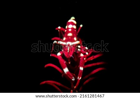 A red crinoid shrimp on a red crinoid