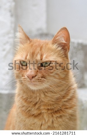 Portrait of an angry looking orange tabby cat with green eyes