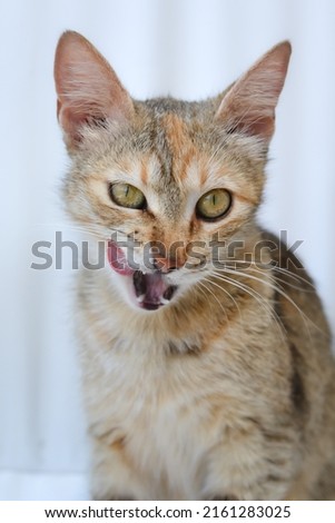 Photo of a calico cat sitting down and licking its mouth