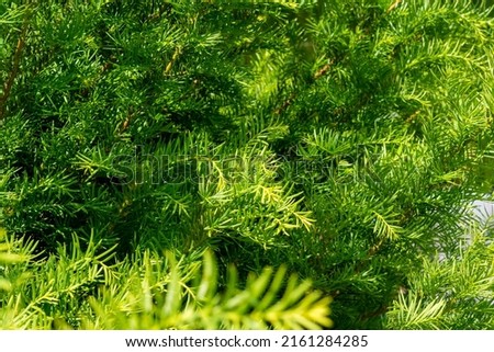 Beautiful abstract nature background with selective focus. Fresh green grass cover. Desktop screensaver. Organic lifestyle. Nature save concept.