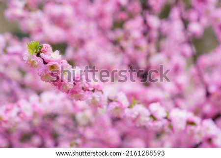 Sakura twig or branch with selective focus and blurred background. Backdrop with copy space for text. Spring tree blossom concept.