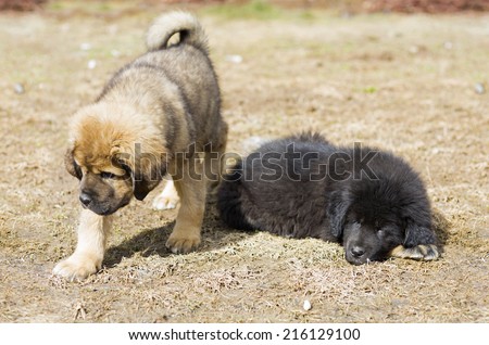 Two cute Tibetan Mastiff puppy outdoors. Horizontal picture
