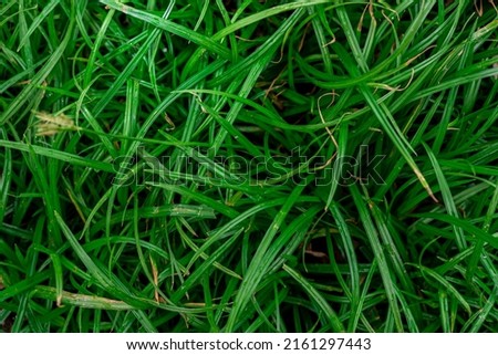 green asia grass background picture nature