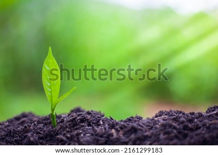 Seedlings growing in a mature forest. The sapling of a large tree. The concept of natural regeneration.  Royalty-Free Stock Photo #2161299183