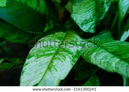Spathiphyllum is a genus of about 47 species of monocot flowering plants in the family Araceae , native to tropical America and Southeast Asia.