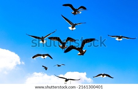 A large group of flying seagulls in blue beautiful sky and a sunny day