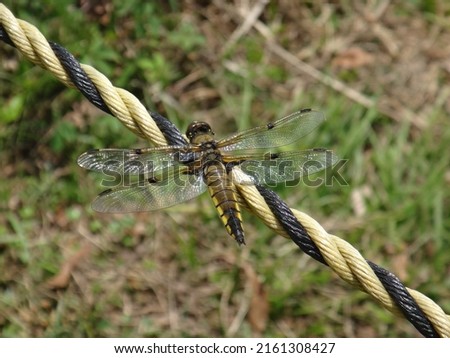 Four-spotted chaser that stays on a rope of a color similar to itself
