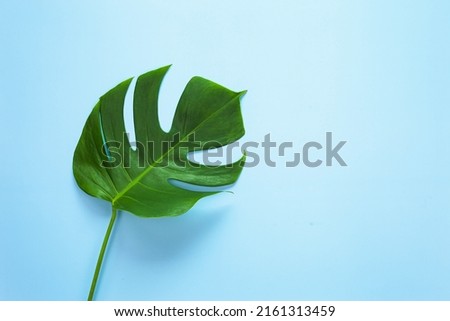 top view of tropical monstera leaf on blue color background. minimal summer concept, flat lay, copy space.