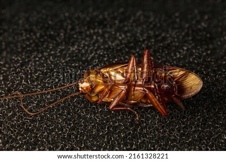 Macro portrait of a household cockroach in China