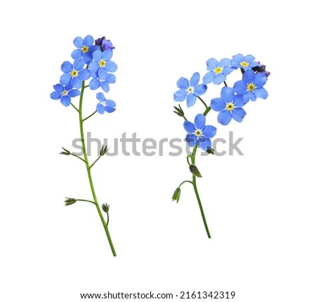 Set of blue forget-me-not flowers isolated on white Royalty-Free Stock Photo #2161342319
