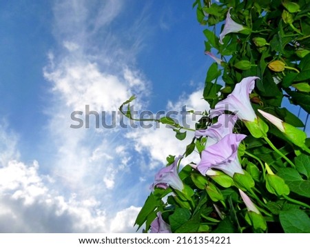 European bindweed, corn lily, Convolvulus arvensis blooms on garden. Flowers and leaves against the sky, space for text