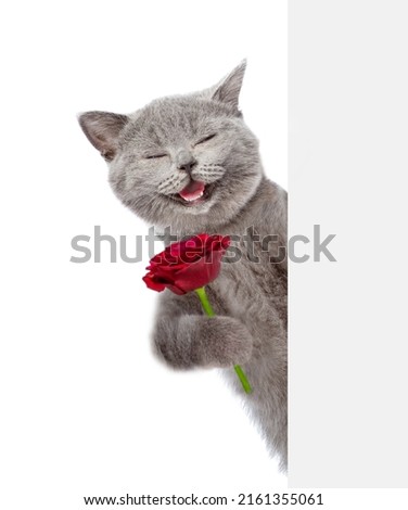Happy cat holds a rose behind a white and blank banner. isolated on white background