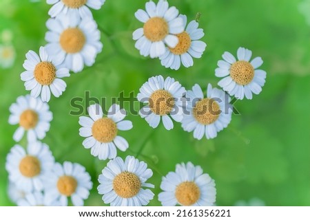 beautiful white daisies on a background of green foliage, top view, selective focus