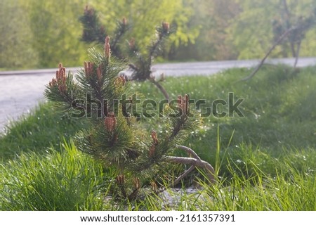 Seedlings of dwarf Karelian pine in the park in spring or summer.