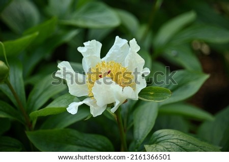 a large white peony blossom among the green leaves