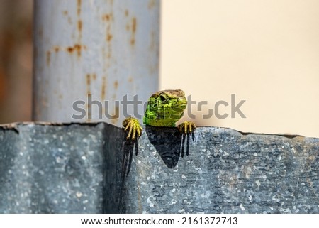 The European green lizard (Lacerta viridis) is a large lizard distributed across European Royalty-Free Stock Photo #2161372743