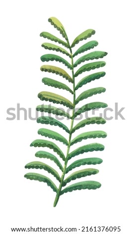Watercolor green fern. Izolated on white background. Floral branch. Sketch  of plant for decorative design. Watercolour illustration.